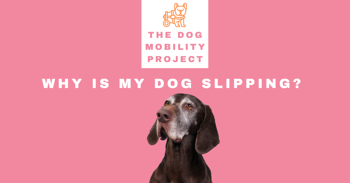 Why Is My Dog Slipping? 10 Common Causes and How to Help