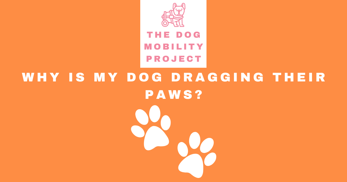 Why Is My Dog Dragging Their Paws? Causes, Treatment, and When to Worry