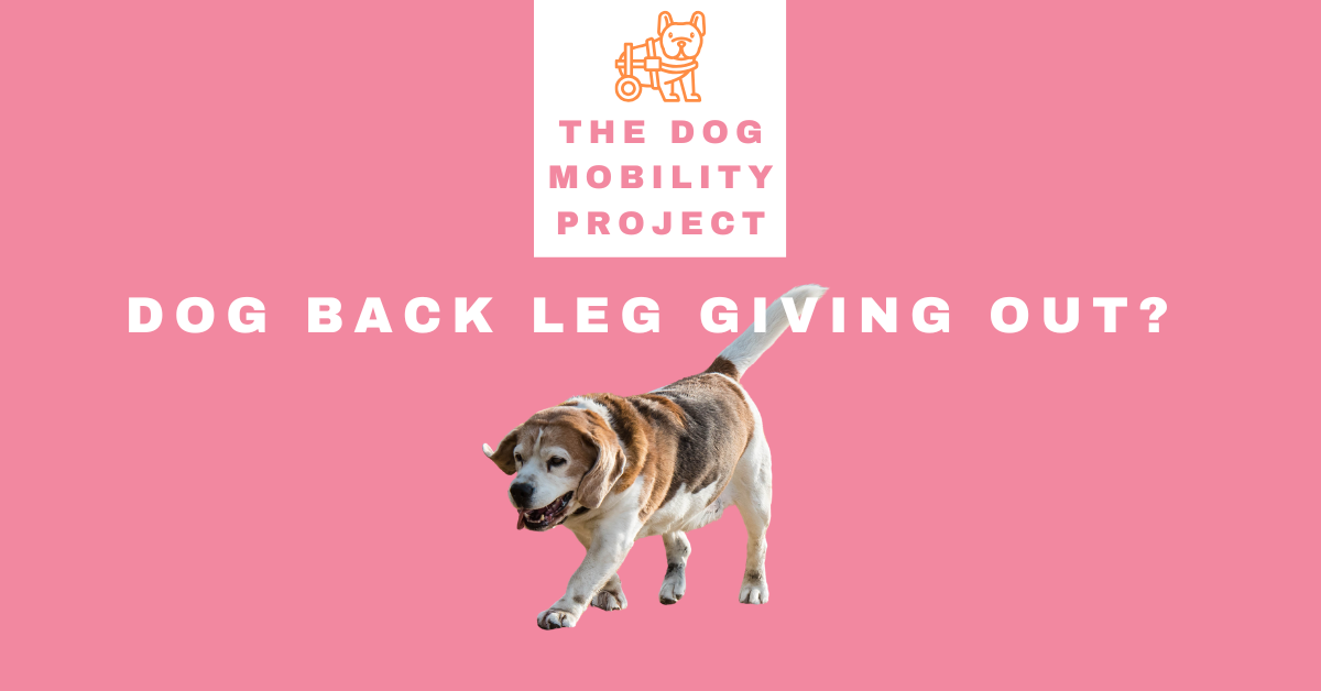 Why Is My Dog’s Back Leg Giving Out? Causes, Warning Signs & What to Do