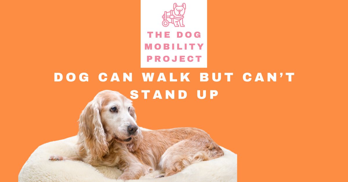 Dog Can Walk but Can’t Stand Up: What Does It Mean?