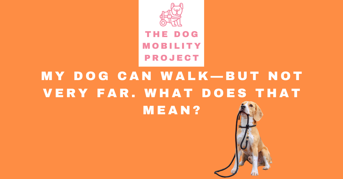 My Dog Can Walk—but Not Very Far Anymore. What Does That Mean?