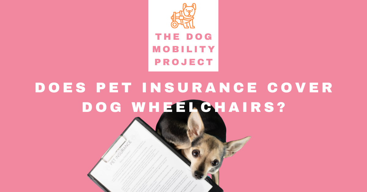 Does Pet Insurance Cover Dog Wheelchairs and Mobility Aids?