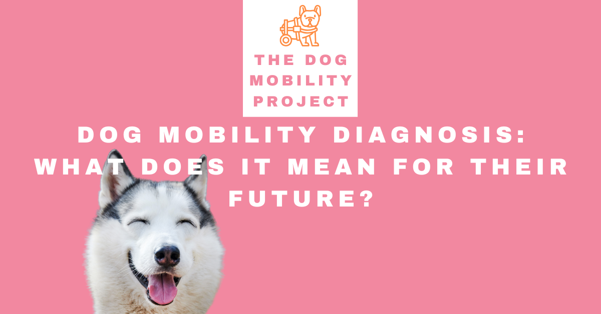 Dog Mobility Diagnosis: What Does It Mean for Their Future?