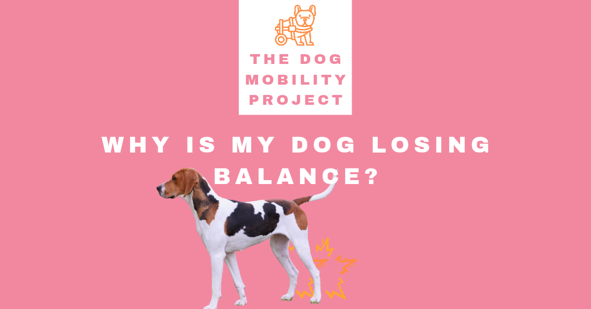 Why Is My Dog Losing Balance? Signs, Causes, and When to Worry