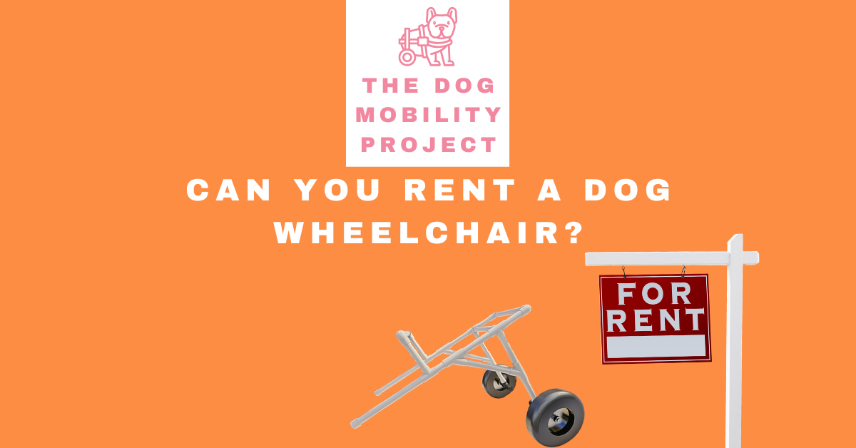 Can You Rent a Dog Wheelchair? When Renting vs. Buying Makes Sense