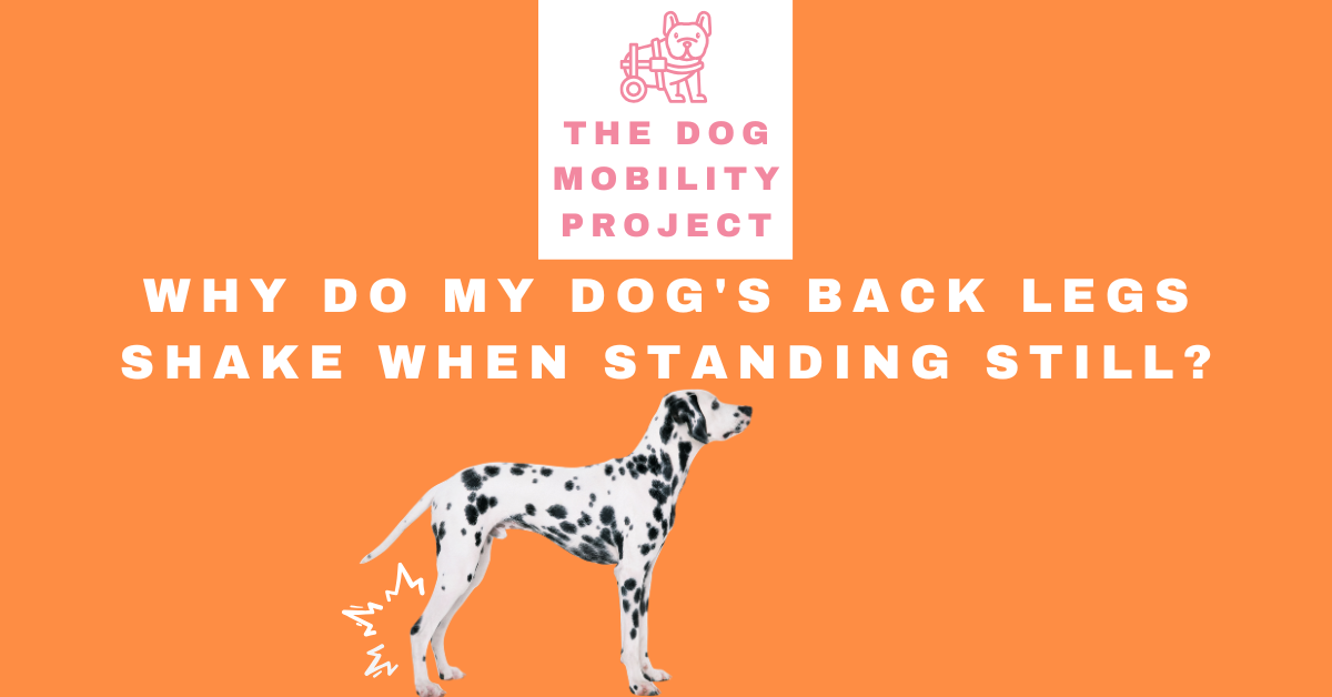 Why Do My Dog’s Back Legs Shake When Standing Still?