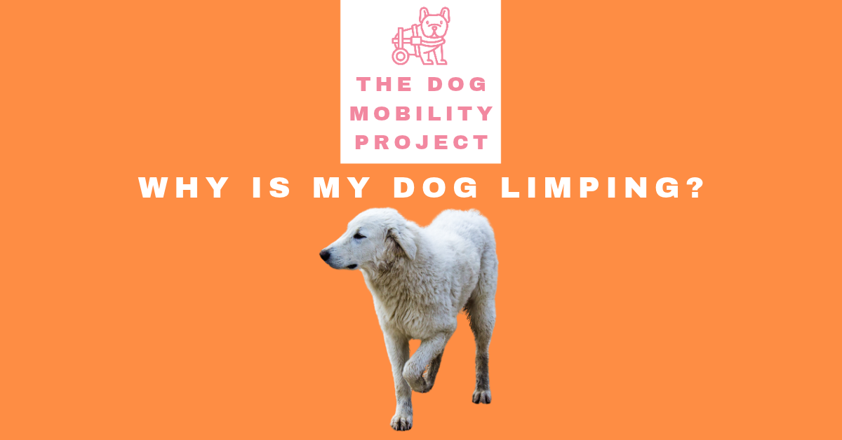 Why is My Dog Limping?