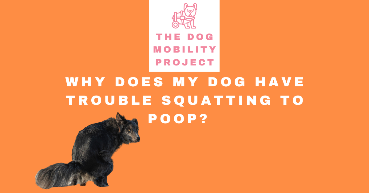 Why Does My Dog Have Trouble Squatting to Poop?